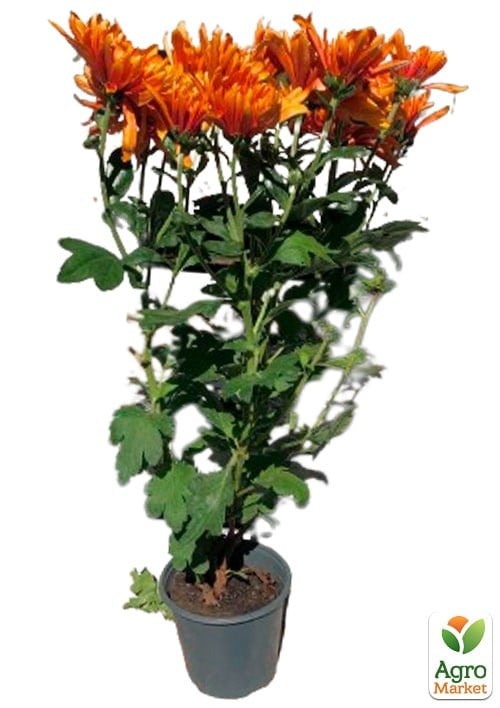 Хризантема корейська "Chrystal Bronze" - фото 3