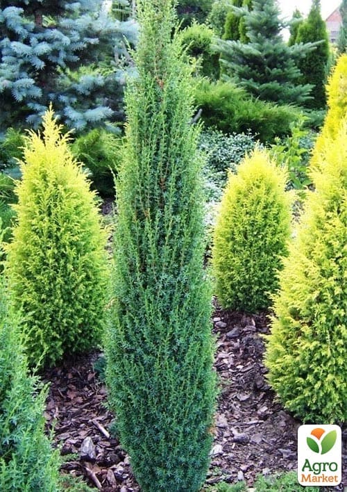 Можжевельник 3-х летний "Sentinel" С3, высота 40-50см - фото 3