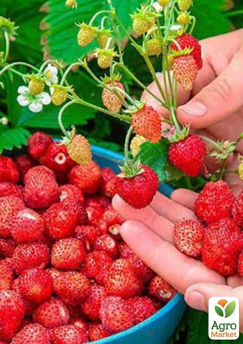 Суниця ремонтантна великоплідна "Барон Солемахер" горщик P9