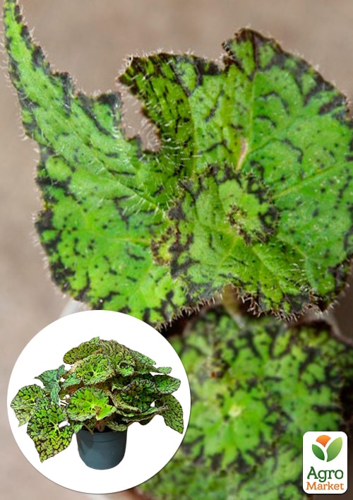 Бегония королевская REX "Lospe-tu" 20-30см