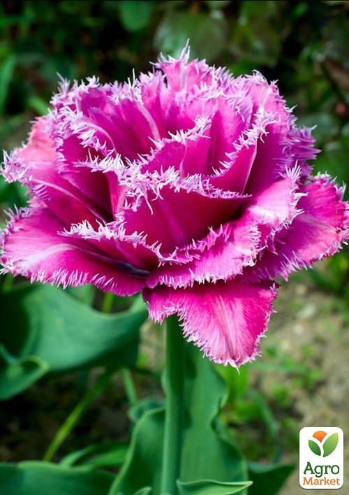 Тюльпан "Matchpoint" 