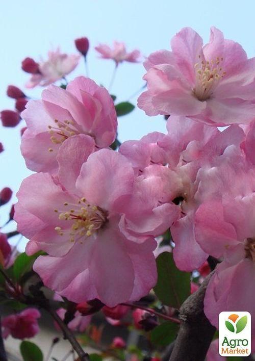 Сакура кущова "Ханами" - фото 2