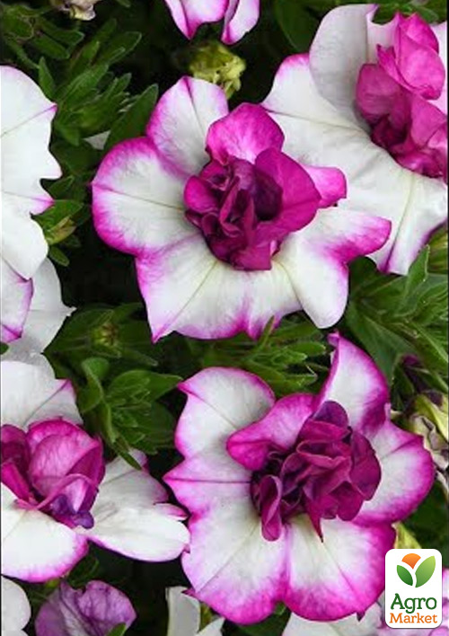 Петунія напівампельна Tumbelina "Nicola" - фото 2