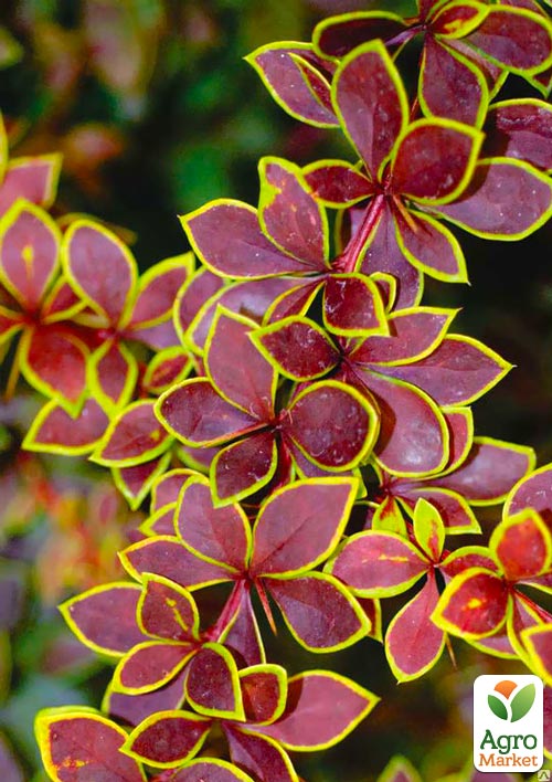 Барбарис тунберга "Голден Ринг" (Golden Ring)