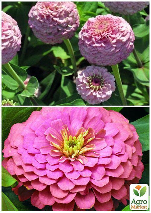 На вагу Цинія "Ельдорадо" ТМ "Весна" ціна за 4г - фото 3