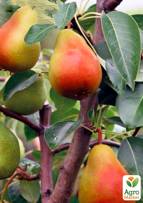 Груша "Удачная" (осенний сорт, средний срок созревания) - фото 2