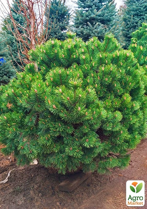 Сосна Карликовая "Pumilio" С10, высота 35-40см - фото 4