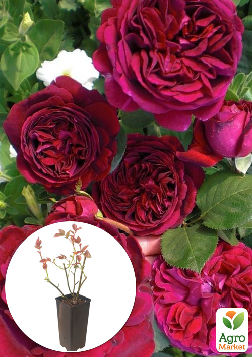 Роза английская "Falstaff" в контейнере, высший сорт