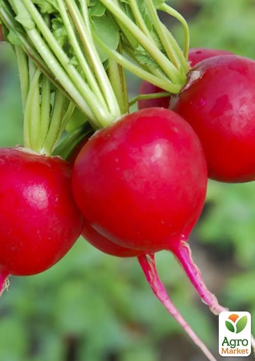 Редис "Селекта F1" ТМ "Hem Zaden" 2г - фото 2