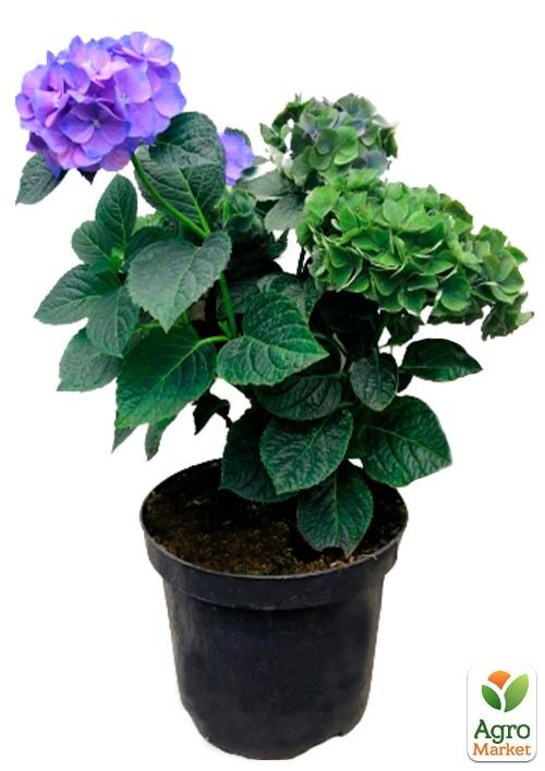 Гортензия крупнолистная 3-х летняя "Chameleon" - фото 4