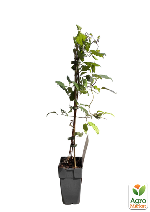 LMTD Клематис 2-х летний "Niobe" (высота 40-60 см) - фото 3