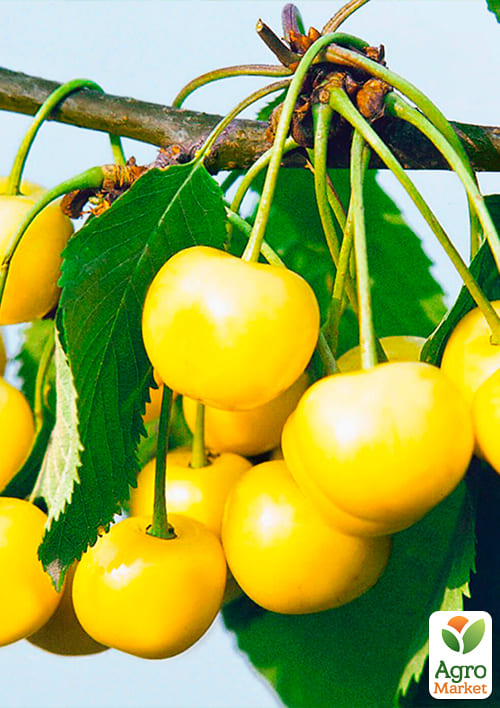 Черешня жовта "Визнання" (середньостиглий термін дозрівання) - фото 4