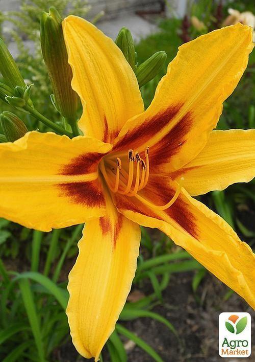 Лилейник "Bonanza" 1шт в упаковке - фото 5