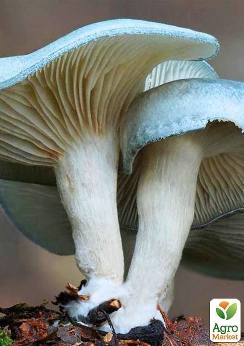 Сухої зернової міцелій "Клітоцибе запашна" 100г