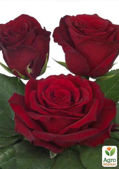 Троянда чайно-гібридна "Експлорер" (Explorer®) (саджанець класу АА +) вищий сорт