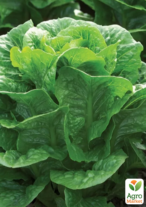 Салат ромен "Клаудиус" ТМ "RIJK ZWAAN" 1000шт