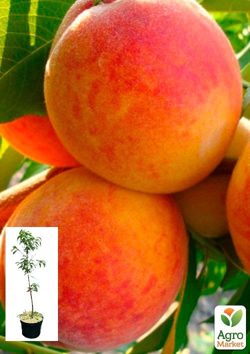 Персик "Коллінз" укорінений у контейнері (саджанець 2 роки)