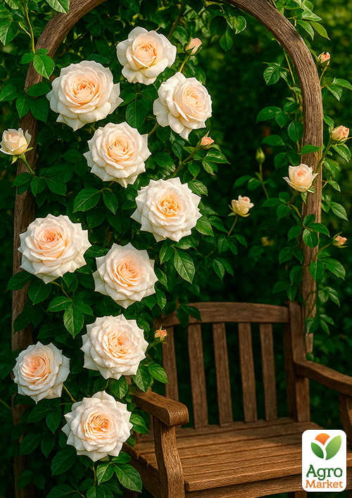 Троянда плетиста "Schneewalzer" (саджанець класу АА +) вищий сорт