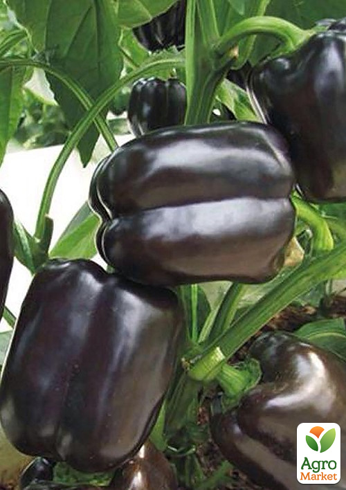 Перец "Африканец" ТМ "Vesna Select"10шт - фото 3