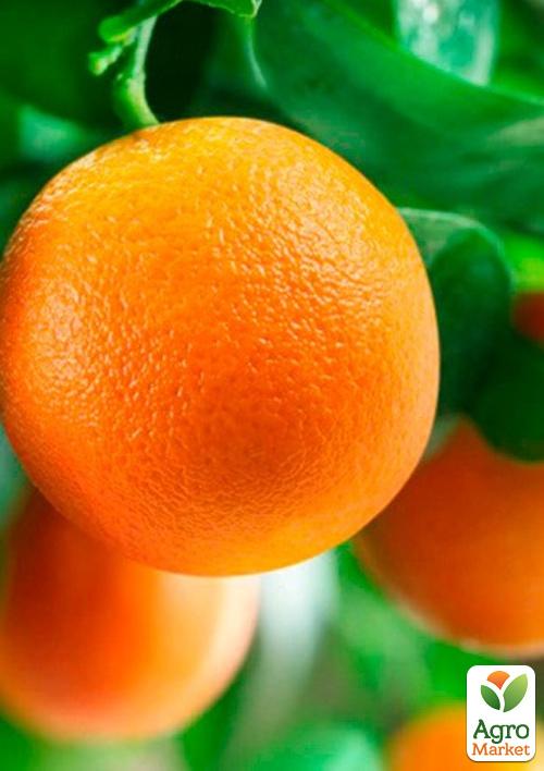Апельсин "Аджарський" (саджанець 2 роки)