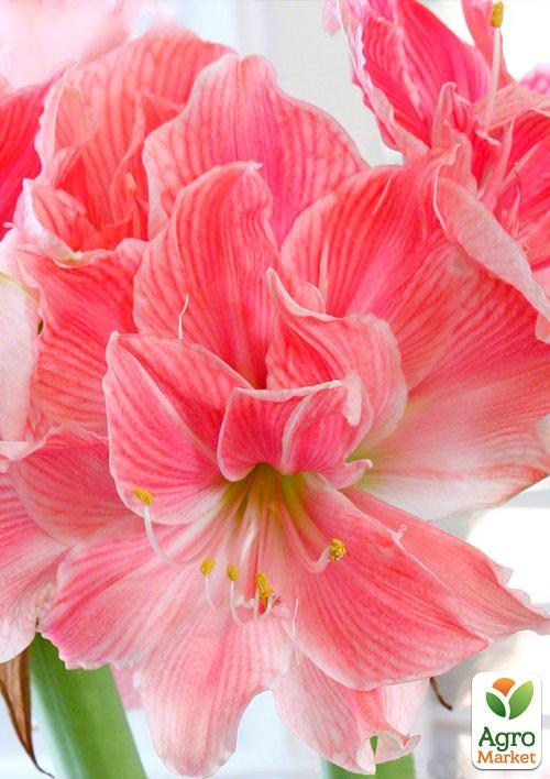 Гіппеаструм махровий "Sweet Nymph" (Амариліс) 1шт в упаковці