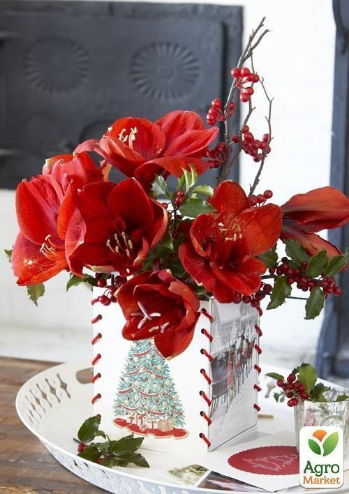 Амариллис в горшке "Рождественский цветок"