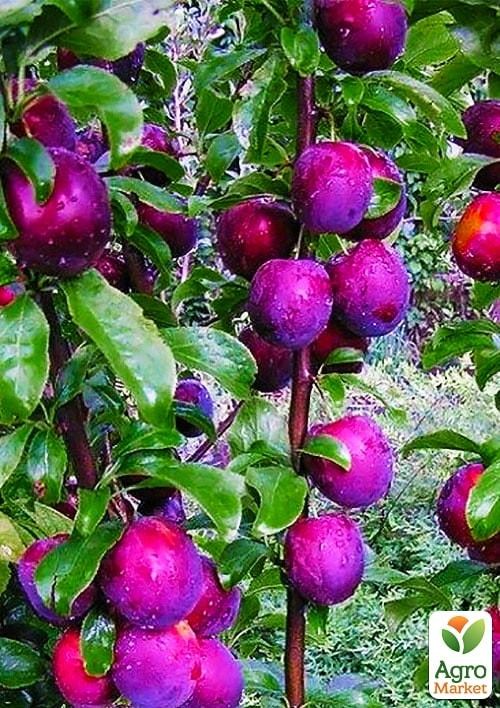 Эксклюзив! Слива колоновидная розово синяя "Элитная"