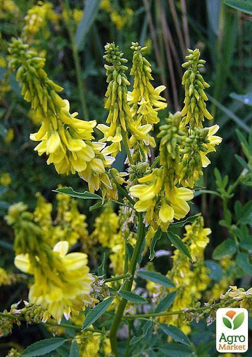 Буркун лікарський, трава 100г