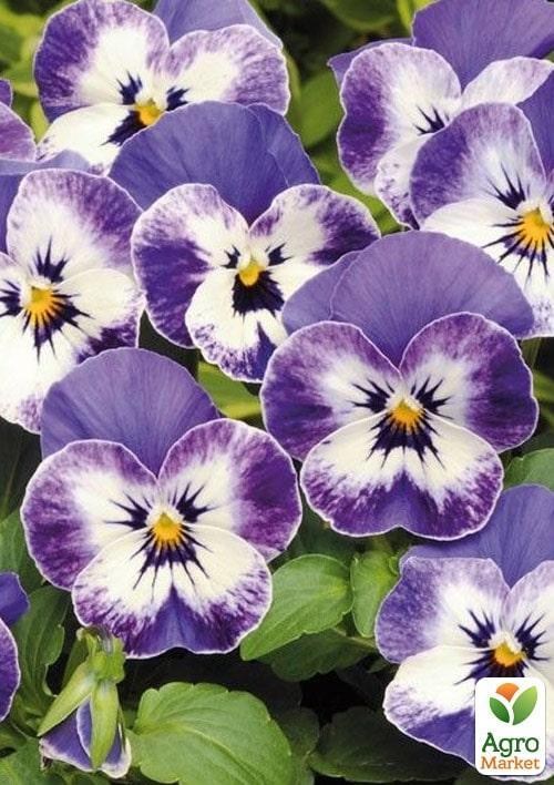 Віола (Viola Cornuta) "Delft Blue"
