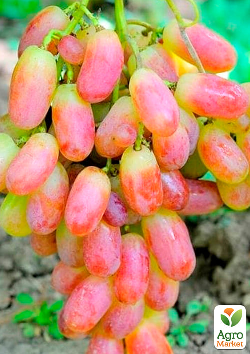 Виноград "Преображение" (ранний срок созревания) - фото 2