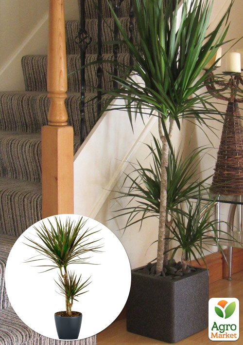 LMTD Драцена "Marginata" (двухярусная, высота 50-70см)