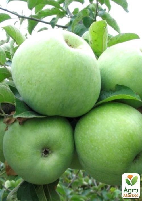 Яблуня "Гренні Сміт" (зимовий сорт, пізній термін дозрівання) - фото 5