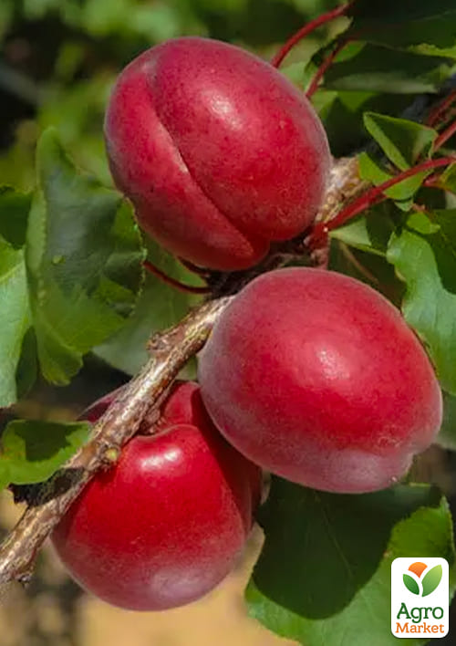 Абрикос красный "Рубиста" укорененный в контейнере (саженец 2 года)