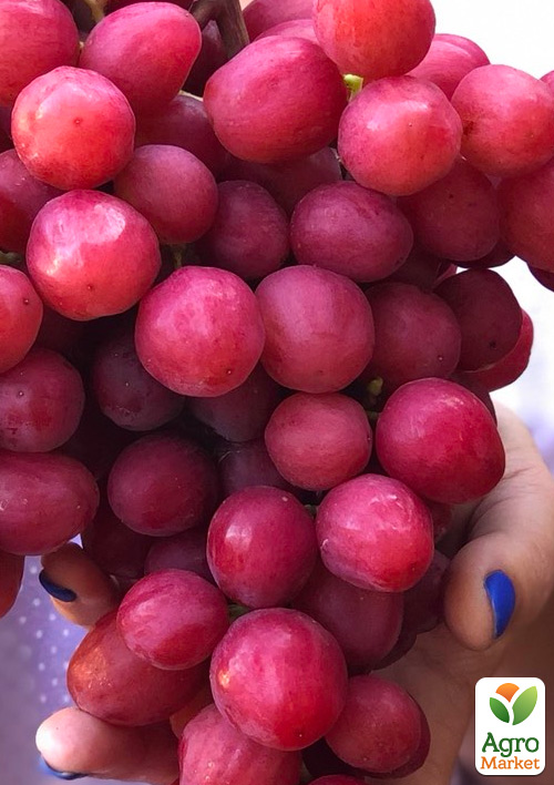 Виноград "Дынька" (очень сладкий морозостойкий мускат)