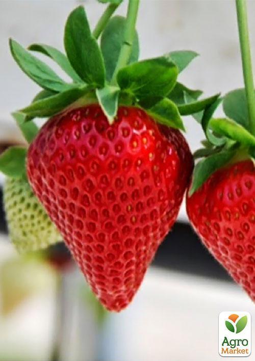 Ексклюзив! Полуниця яскраво-червона "Солодка шоколадка" (Sweet chocolate) (американська селекція, преміальний ремонтантний сорт) - фото 10