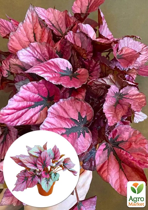 Бегония королевская REX "Indian Summer" 20-30см