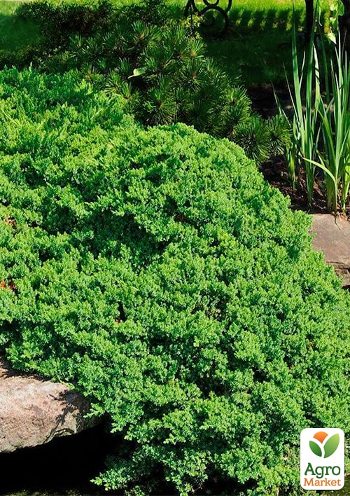 Можжевельник стелющийся "Nana" C2, диаметр 20-25см - фото 2