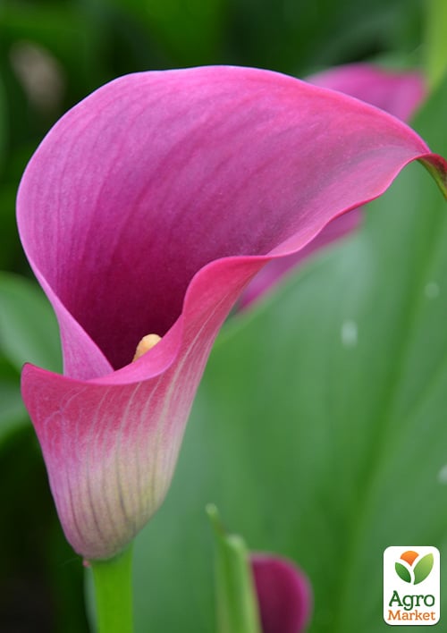 Калла "Captain Romance" 