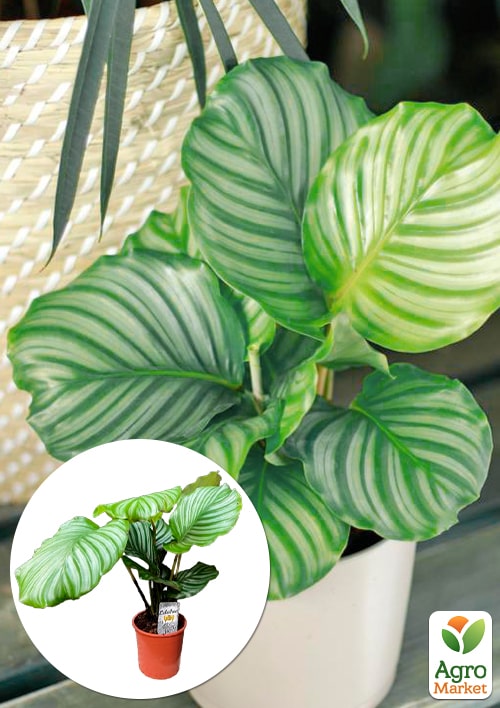 Калатея крупнолистная "Orbifolia" (40-50см)