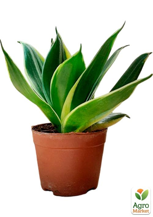 LMTD Сансевієрія "Jade Pagoda" висота рослини 15-25см - фото 7