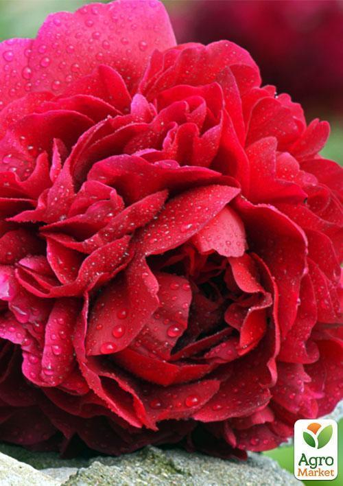 Півонія трав'яниста "Діана Паркс" NEW - фото 6