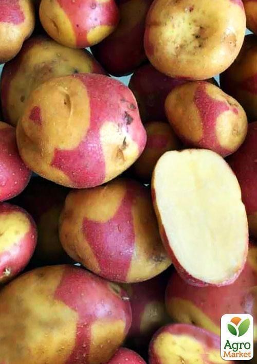 Эксклюзив! Семенной ранний картофель "Бикини" (на пюре, 1 репродукция) 1кг