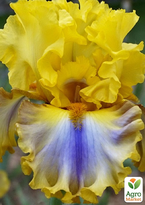Ирис бородатый крупноцветковый "Good Morning Sunshine"  