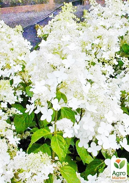 Гортензія волотиста "Levana" - фото 2