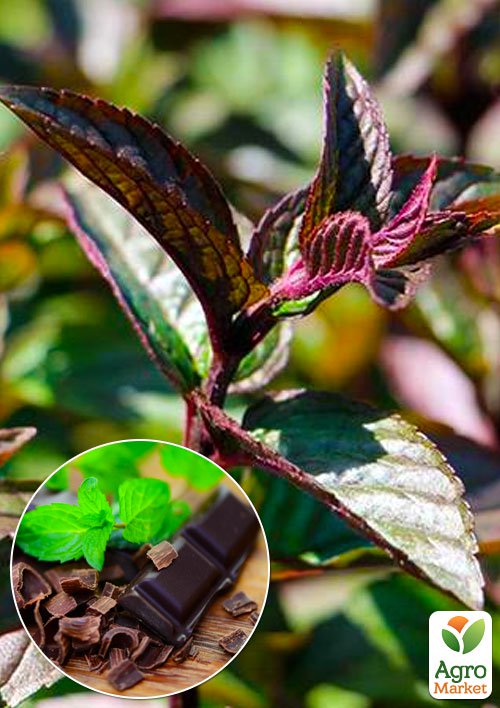 М'ята Шоколадна "Mentha Chocolate" (контейнер Р9)