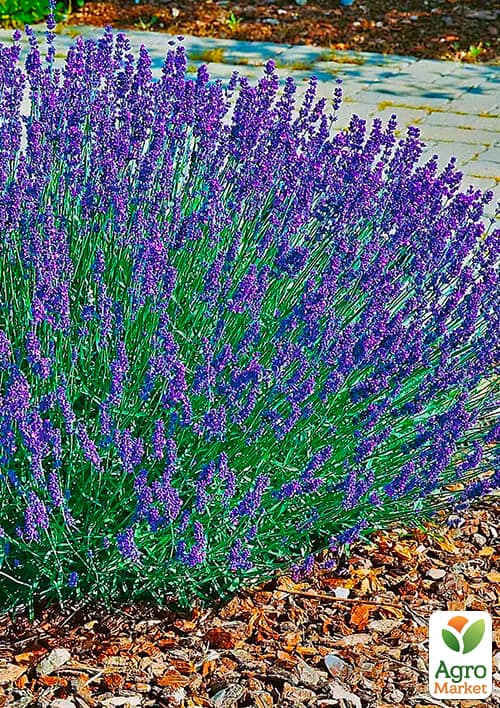 LMTD Лаванда англійська 2-річна "Angustifolia" (20-30см) - фото 6