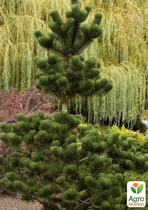 Сосна черная "Oregon Green" С7.5, высота 50-60см - фото 2