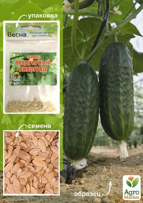 Огірок "Передгірний виноград" (Зипер) ТМ "Весна" 2г