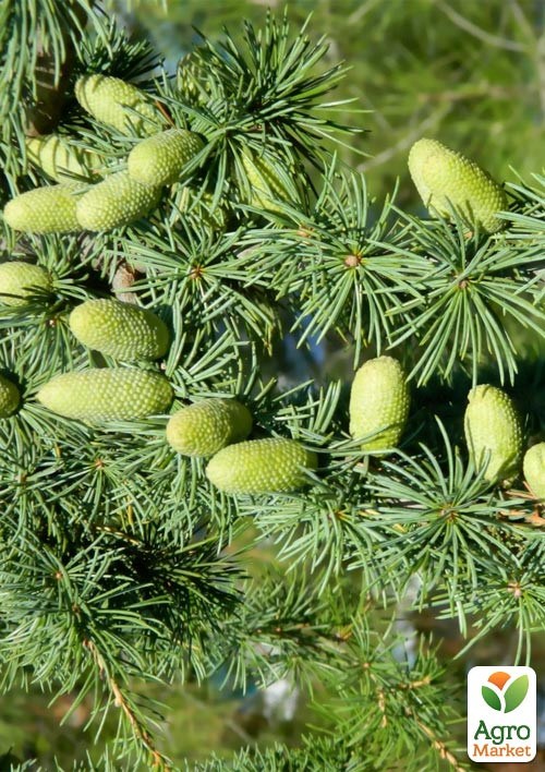 Кедр Атласский (Cedrus atlantica) С3 высота 20-30 см - фото 2