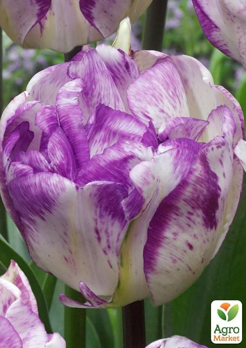 Тюльпан "Shirley Double" 